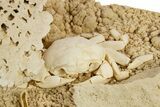 Fossil Crab (Potamon) Preserved in Travertine - Turkey #315133-1
